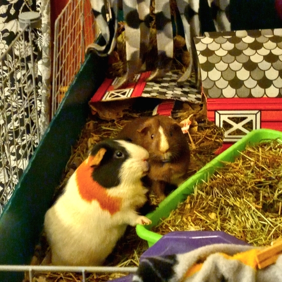 Meet your Posher, Erin - Picture 1 of 1